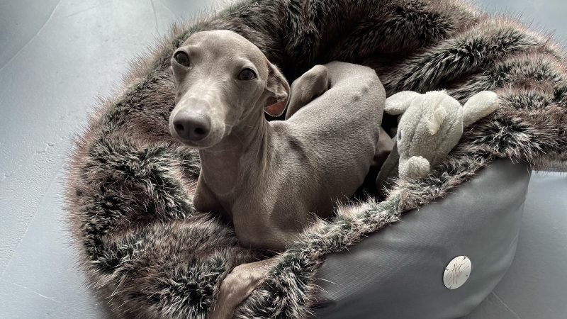 Hundetasche, Hundebett - Borsa di Vento in grau und silber